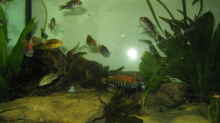 Aquarium Becken 199