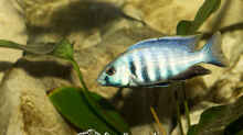 Placidochromis Electra (m)
