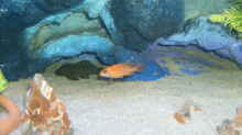 Besatz im Aquarium -MALAWI-BECKEN-