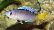 Cyprichromis leptosoma Blue Flash