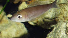 Cyprichromis leptosoma Blue Flash