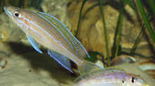 Paracyprichromis nigripinnis und Enantiopus melanogenys Kilesa