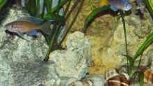 Von links: Paracyprichromis nigripinnis, Cyprichromis leptosoma Blue Flash, Altolamprologus