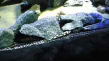 Update 12.07.12 Nimbochromis Livingstonii (Schläfer, Kaligono) in typischer Stellung