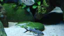 Kukukswelse Synodonthis