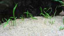 Lilaeopsis brasiliensis - Graspflanze