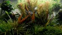 Aquarium Pflanzenkiste