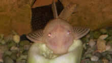 antennenwels albino weibchen auf einer gurke