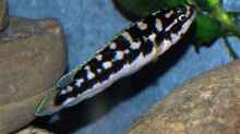 Julidochromis marlieri ´Katoto´ (?)