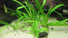 Pflanzen im Aquarium Becken 2112