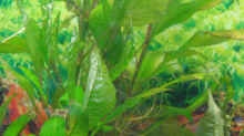 Pflanzen im Aquarium Becken 2122