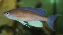 Cyprichromis pavo