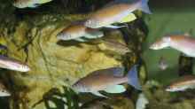 Cyprichromis pavo Moliro WF/WFNZ