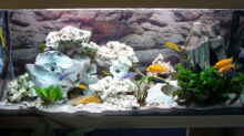 Aquarium Becken 2137