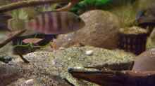 Benitochromis-Arten