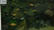 Dekoration im Aquarium "Mpanga Rocks" Nur noch als Beispiel