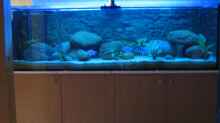 Aquarium Hauptansicht von Blaue Impressionen aus dem Tanganjikasee