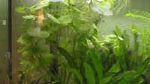Brasilianischer Wassernabel, rechts daneben eine Echinodorus-Art