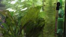 Liegende Welsröhre. Mittig Echinodorus Dschungelstar (E13). CO2-Flipper an AQ-Hinterseite