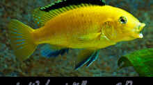 Labidochromis Yellow sp. Gold