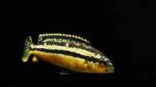Melanochromis Auratus Totale