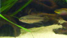 Pelviachromis Paar