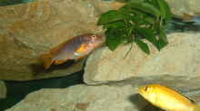 Iodotropheus sprengerae und Labidochromis yellow
