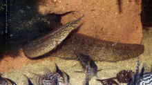 Macrognathus maculatus Männchen