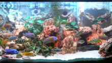 Dekoration im Aquarium Becken 2211