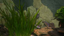 Der mitlere Teil des Beckens, hier und in den Valisnerien halten sich meine Placidochromis