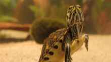 Cumberland-Schmuckschildkröte