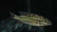 Nimbochromis linni