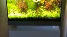 Pflanzen im Aquarium Juwel Lido 120