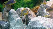 Labidochromis Hongi Red Top 3 zusammen 