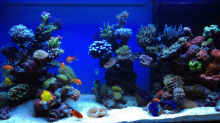 Aquarium Hauptansicht von Schwings Reef