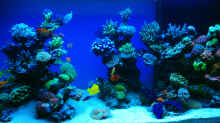 Aquarium Schwings Reef