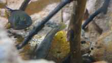 Benitochromis nigrodorsalis beim laichen 