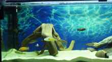 Aquarium Becken Malawi EU