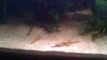 Aquarium Becken 22641