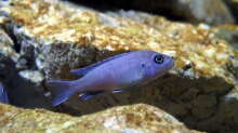 Cynotilapia sp. Gallireya reef WEIBCHEN