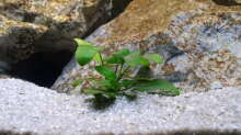 Pflanzen im Aquarium Becken 2266