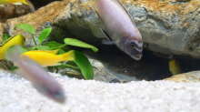 Pseudotropheus sp. Membe deep M??NNCHEN