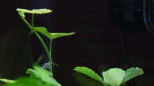 Hydrocotyle leucocephala / Brasilianischer Wassernabel - 12-04-2012