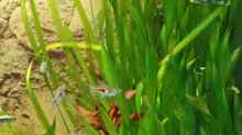 Vallisneria spiralis / Schrauben-Vallisnerie (hinten) und Vallisneria americana Mini