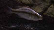 Dimidiochromis Compressiceps Weibchen
