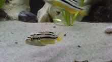 melanchromis auratus