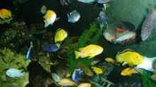 Dekoration im Aquarium Becken 22860 (nur noch als Beispiel)
