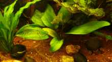 Pflanzen im Aquarium Amazonas 460L