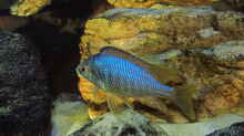 Placidochromis sp. jalo 01.07.2014