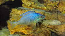 Placidochromis-Arten